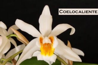 Coelocaliente
