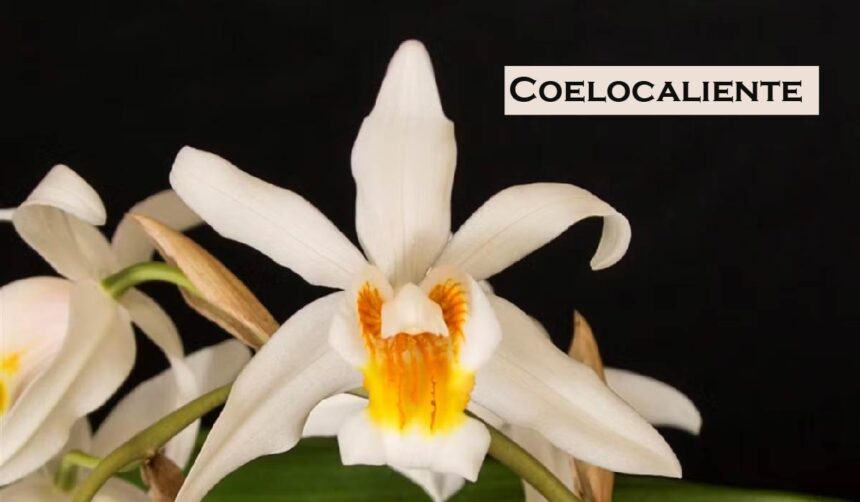 Coelocaliente