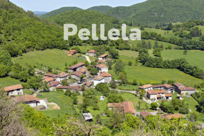Pellela